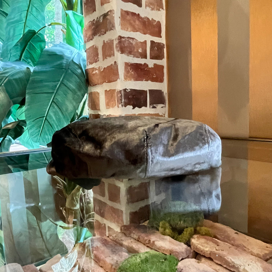 DOLCE & GABBANA Newsboy Hat Gray Velvet Hat SZ58